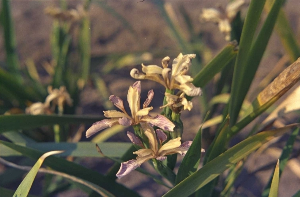 Iris foetidissima