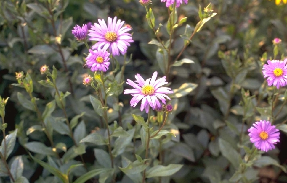 Aster x frikartii 'Wunder von Stäfa'