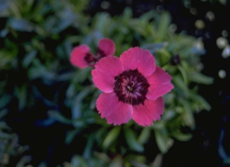 Alpenanjer - Dianthus alpinus 'Joan's Blood'