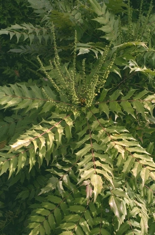 Mahonia x media 'Charity'