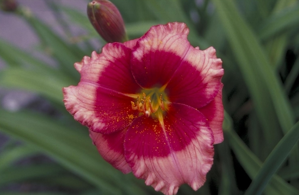 Daglelie - Hemerocallis 'Dragon's Eye'