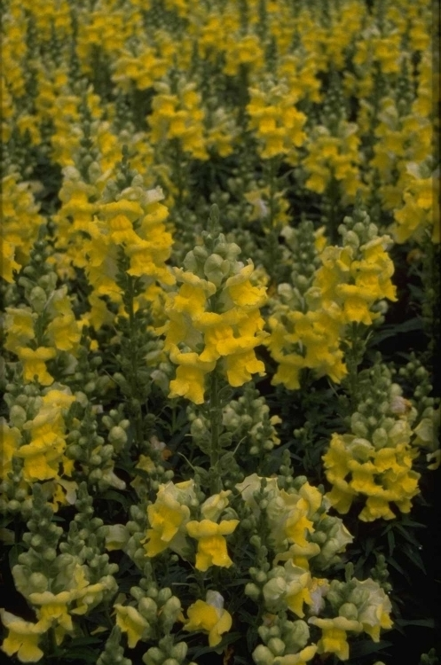 Grote leeuwenbek - Antirrhinum majus 'Coronette Yellow'
