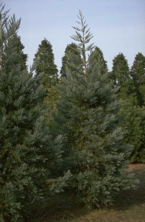 Mammoetboom - Sequoiadendron giganteum
