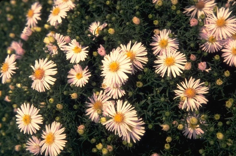 Aster 'Apollo'