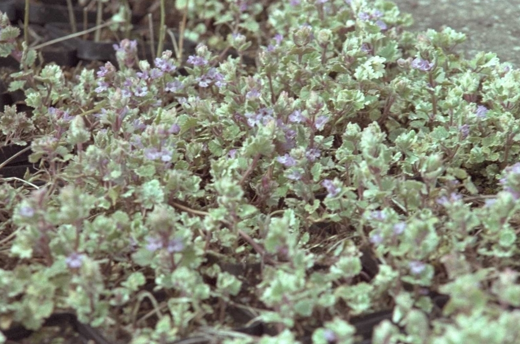 Glechoma hederacea 'Variegata'