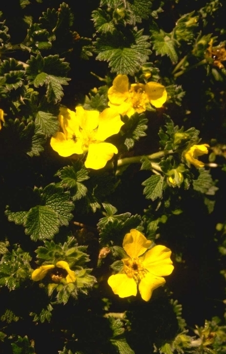 Potentilla fragiformis