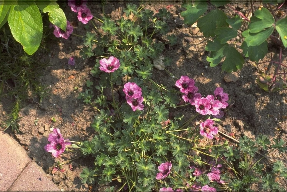 Ooievaarsbek - Geranium cinereum 'Lawrence Flatman'