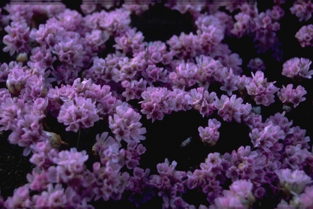 Armeria juniperifolia 'Brookside'