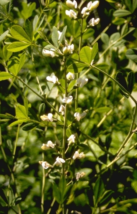 Indigolupine - Baptisia lactea