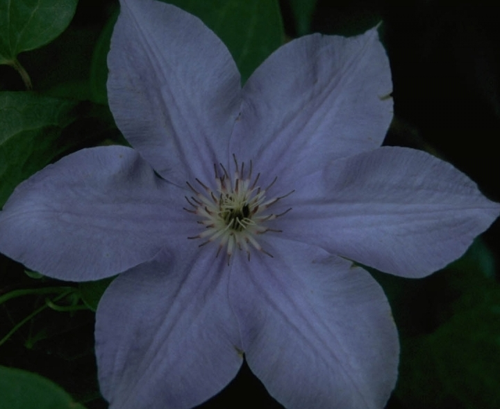 Clematis 'William Kennett