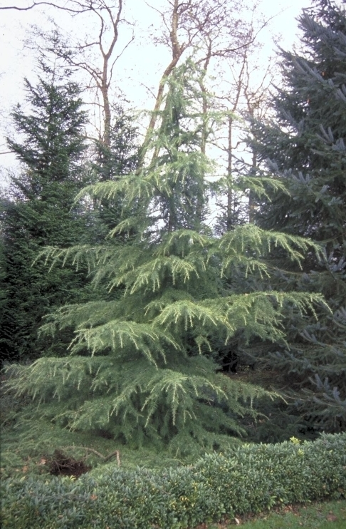 Vereniging Uitstekend Tijdens ~ Cedrus deodara cederboom kopen? wintergroene bomen