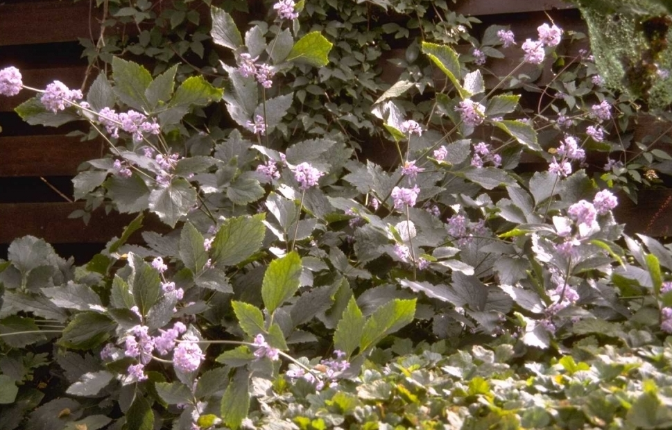 Clematis heracleifolia