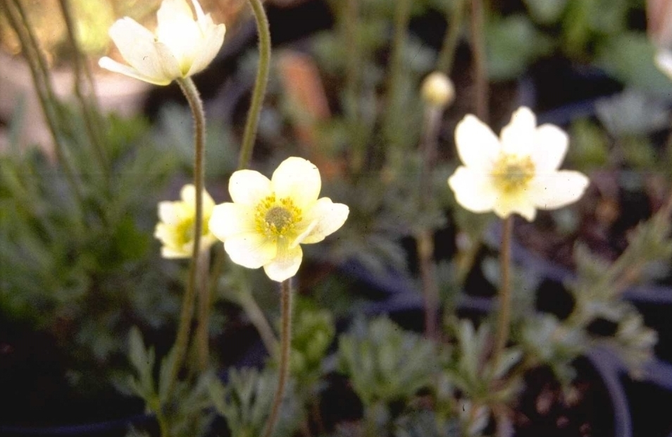 Anemone multifida