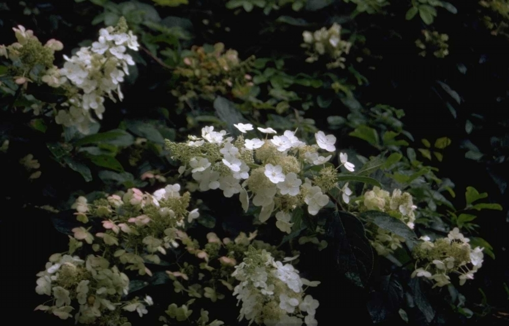 Hortensie paniculata 'Floribunda' - Hortensie paniculata