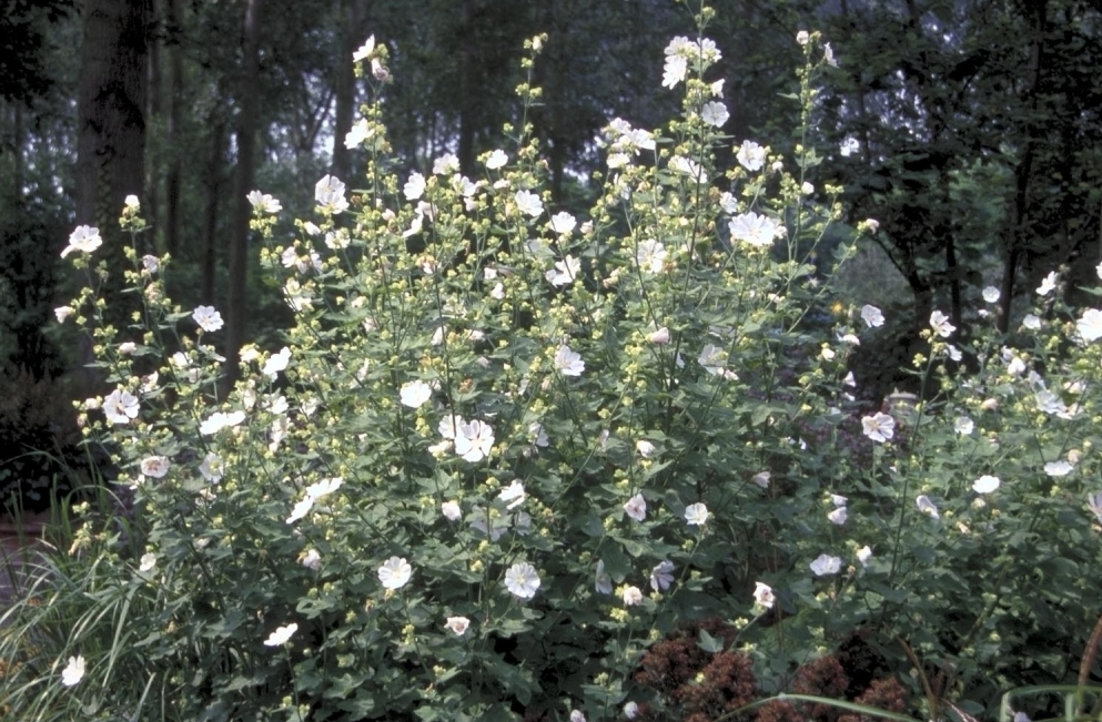 Struikmalva - Lavatera 'White Satin'