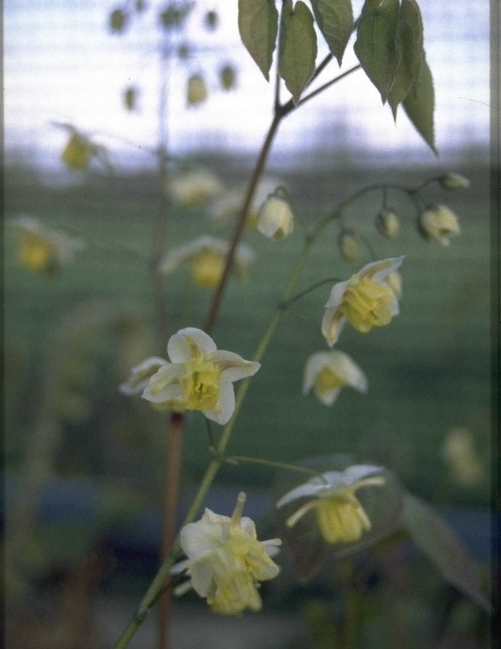 Epimedium pinnatum subsp. colchicum