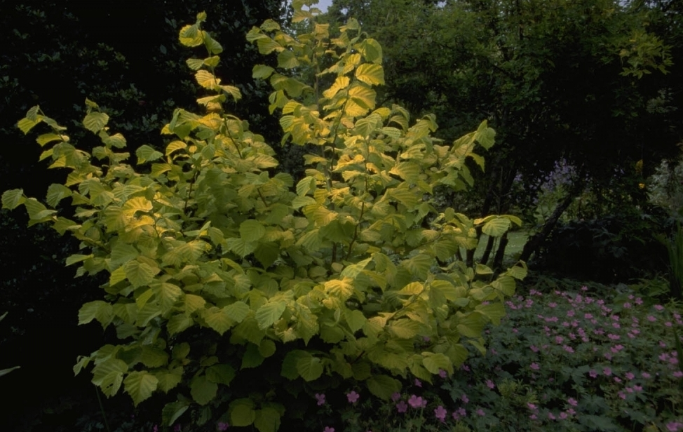 Corylus avellana 'Aurea'