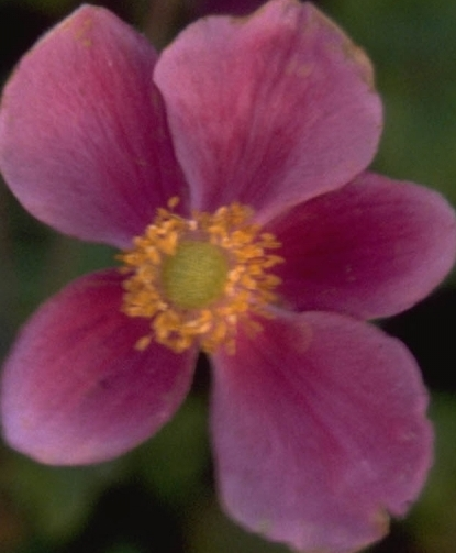 Herfstanemoon - Anemone hupehensis 'Superba'