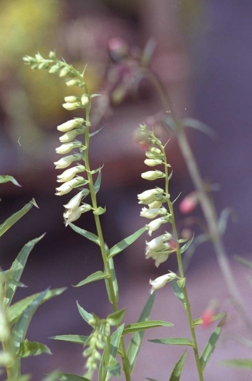 Geel vingerhoedskruid - Digitalis lutea