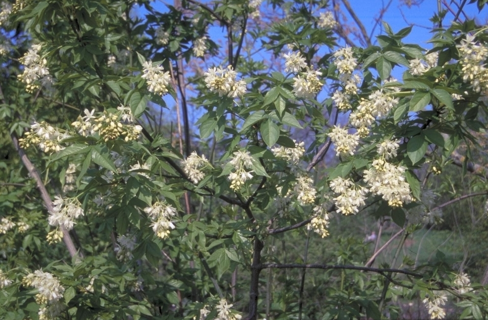 Staphylea colchica