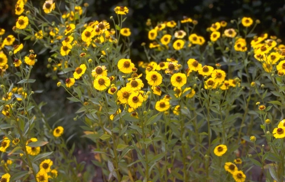 Zonnekruid - Helenium autumnale