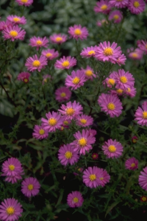 Nieuw Nederlandse Aster - Aster novi-belgii 'Freda Ballard'