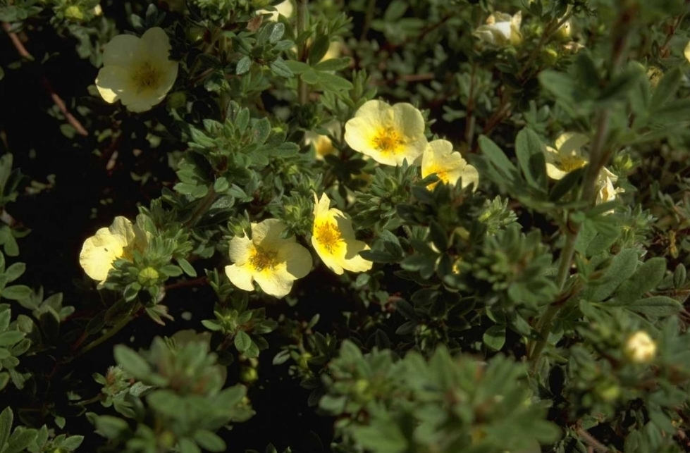 Heesterganzerik - Potentilla fruticosa 'Primrose Beauty'