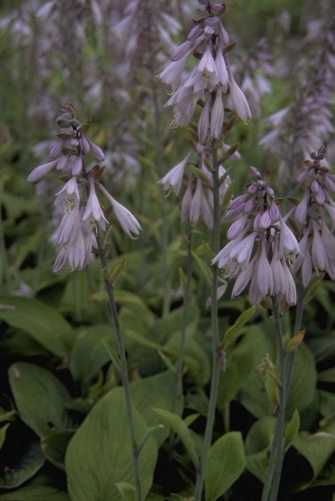 Hartlelie - Hosta 'Fortunei Hyacinthina'