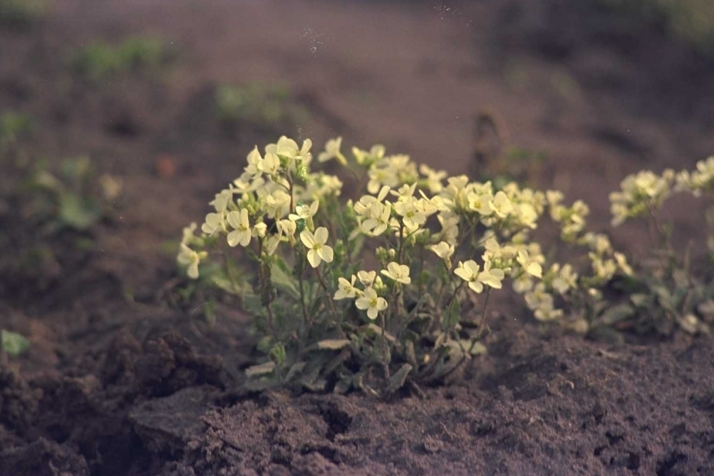 Draba dedeana