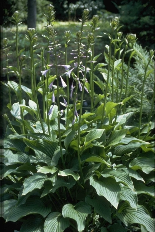 Hartlelie - Hosta 'Tall Boy'