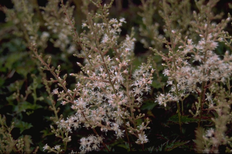 Spierstruik - Astilbe glaberrima var. saxatilis