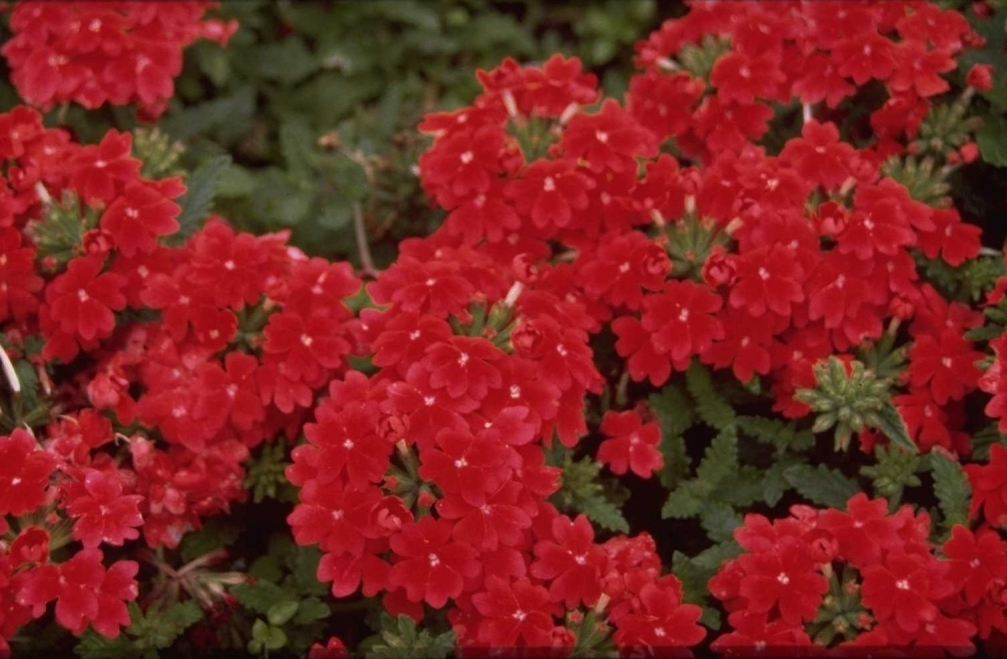 Boer opmerking veiligheid IJzerhard - Verbena 'Romance Scarlet' plant rode bloemen