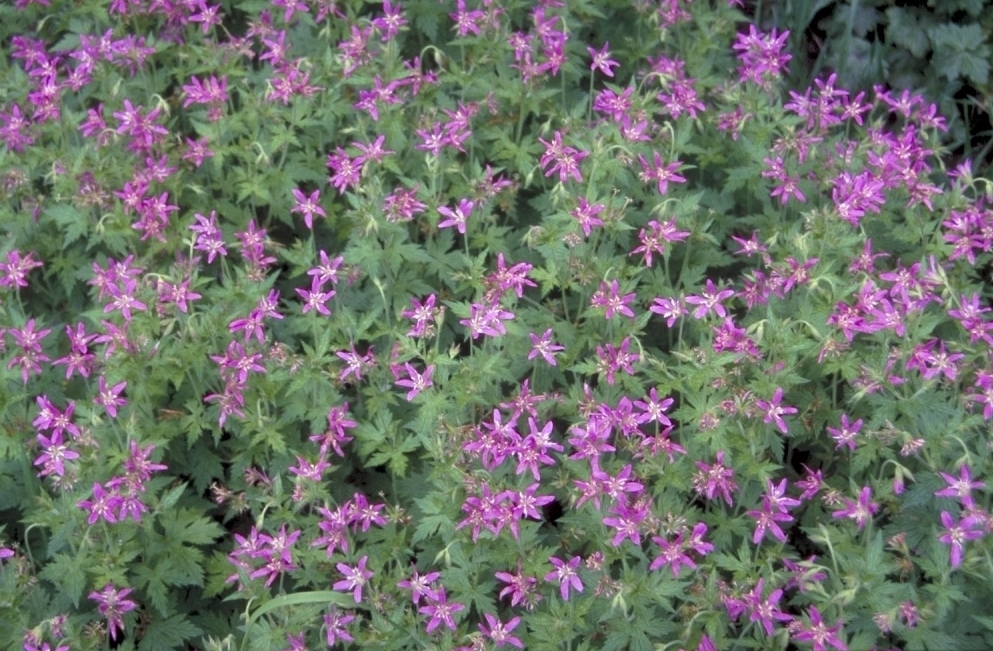 Geranium x oxonianum 'Zena Grant'