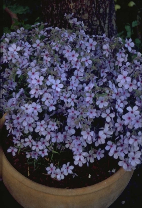 Frühlingsblume - Phlox divaricata 'Chattahoochee'.