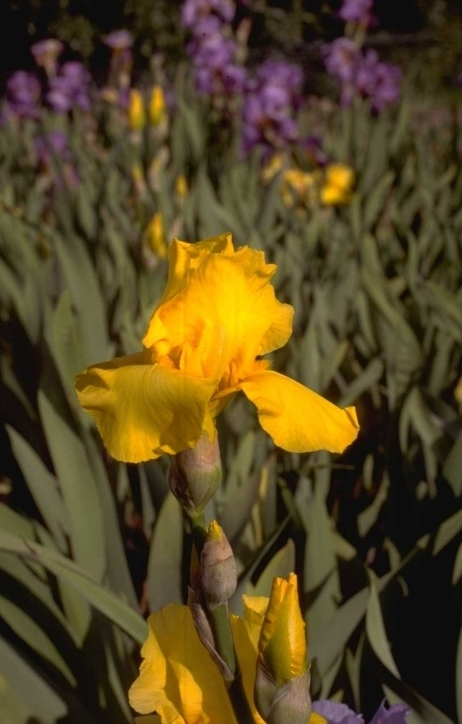 Iris 'Sun Miracle'