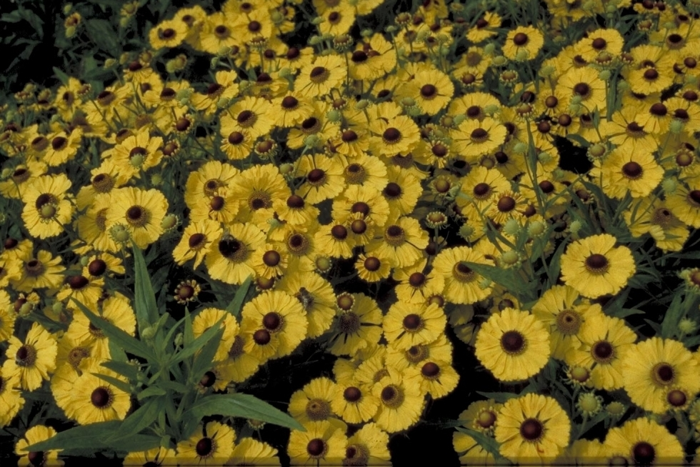 Zonnekruid - Helenium 'Blütentisch'