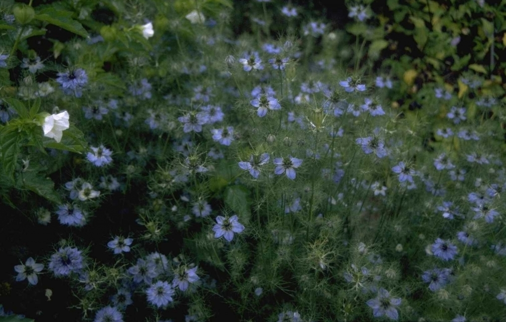 Nigella damascena