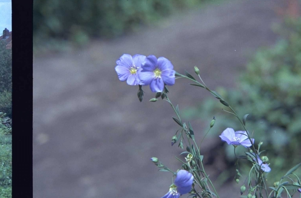 Linum perenne 'Saphir'