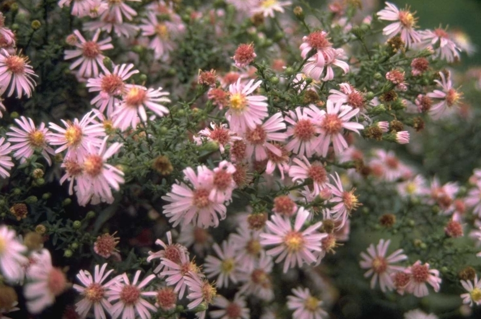 Aster 'Coombe Fishacre'