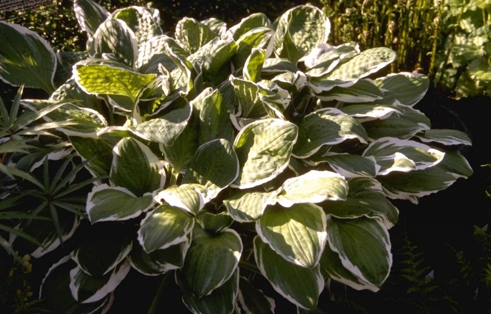 Hartlelie - Hosta decorata f. decorata