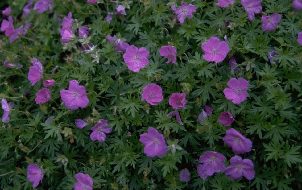 Ooievaarsbek - Geranium sanguineum 'Nanum'