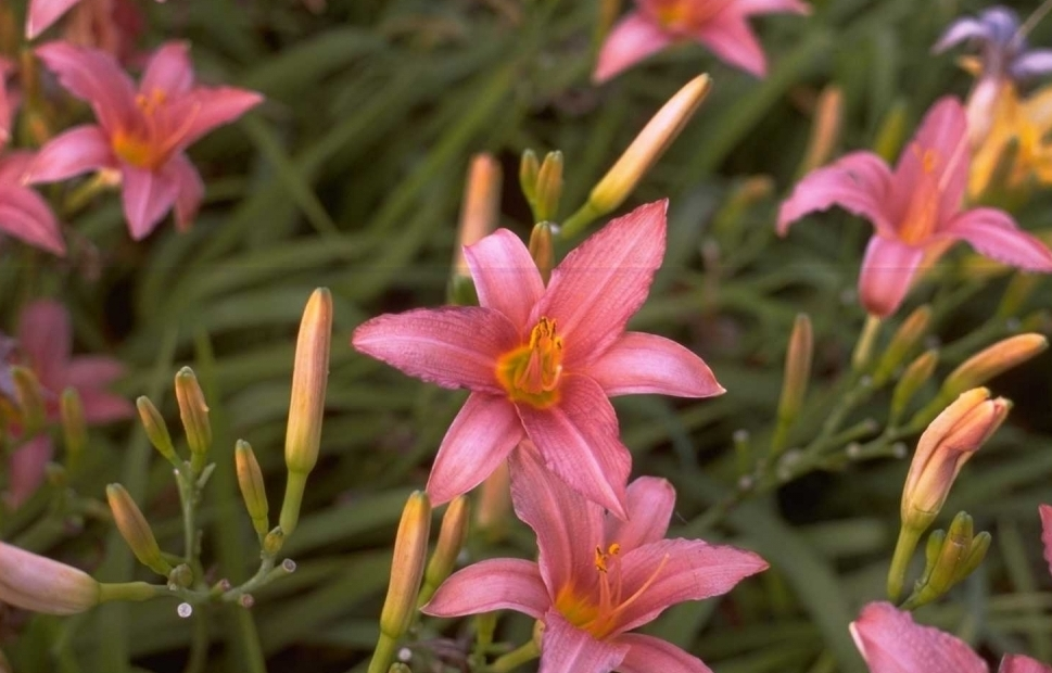 Daglelie - Hemerocallis 'Evelyn Claar'