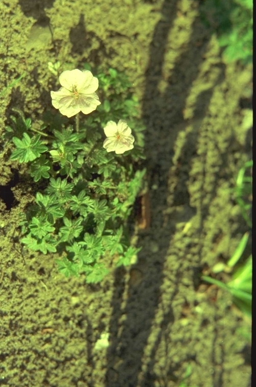 Ooievaarsbek - Geranium dalmaticum 'Album'