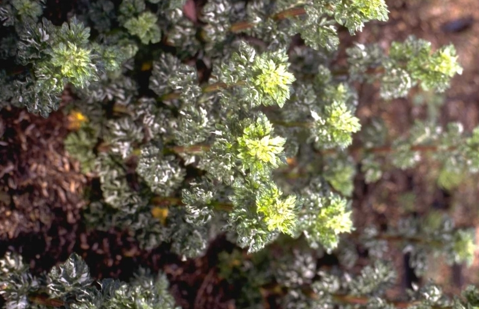 Artemisia vulgaris 'Crispa'