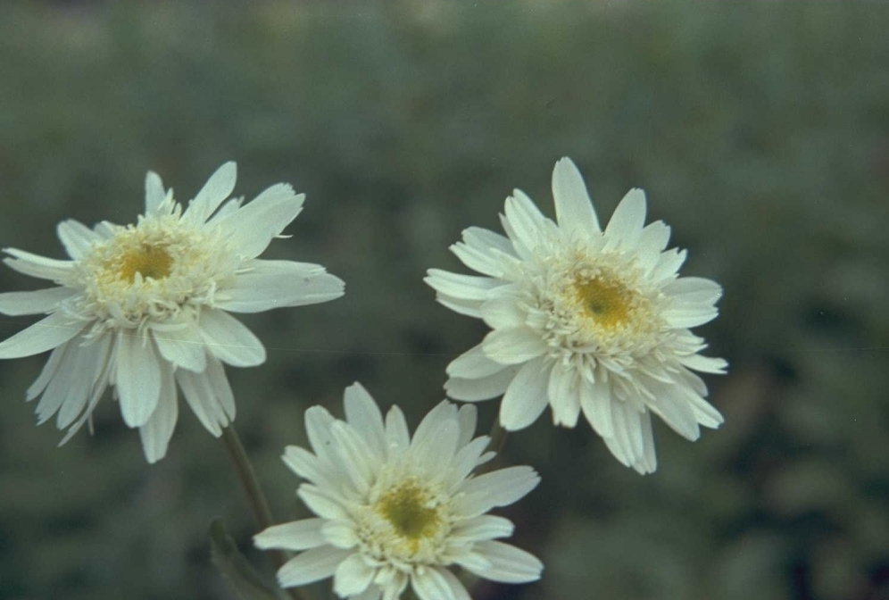 Margriet - Leucanthemum 'Christine Hagemann'