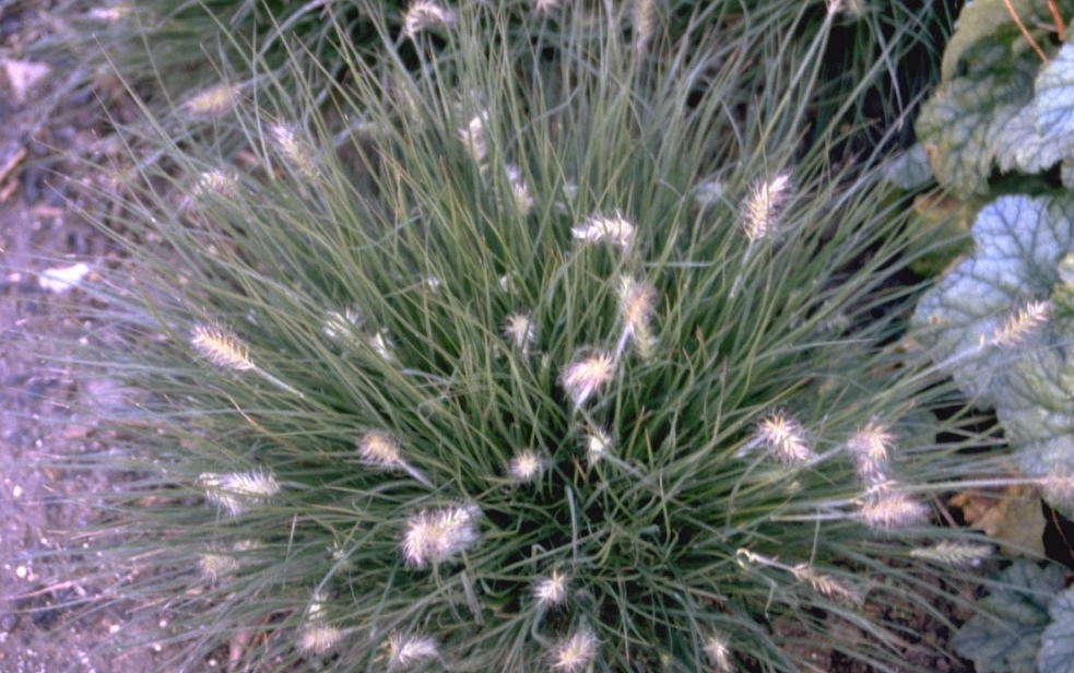 Lampenpoetsergras - Pennisetum alopecuroides 'Little Bunny'