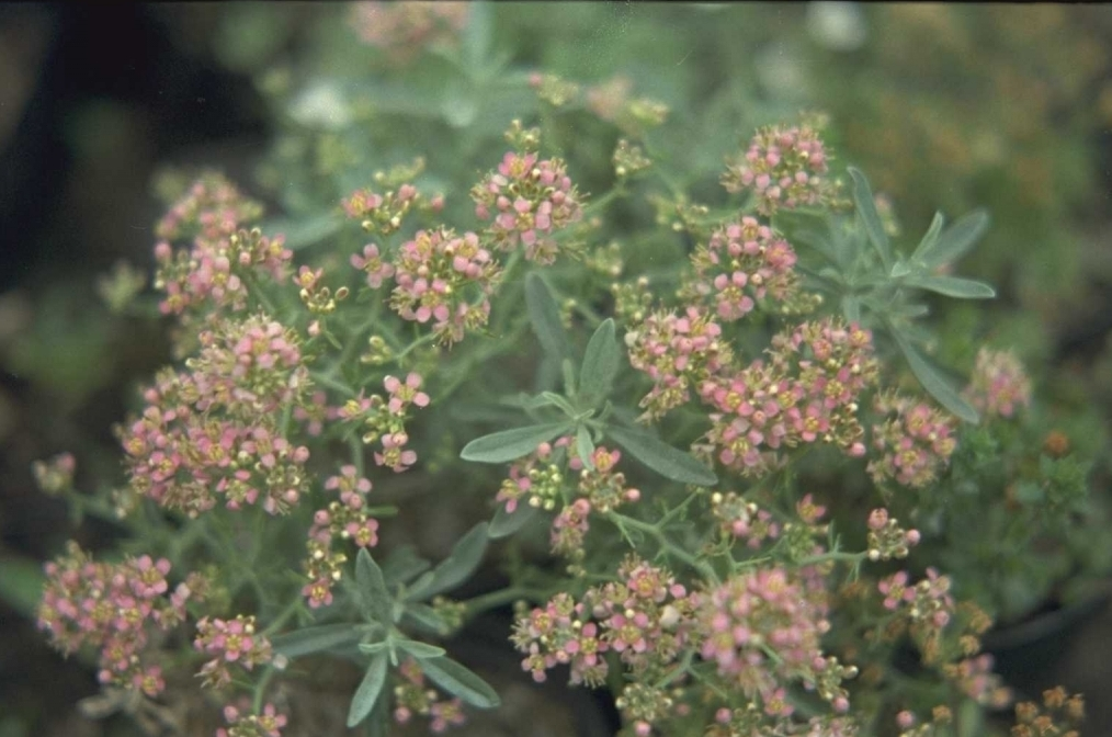 Ptilotrichum spinosum 'Purpureum'