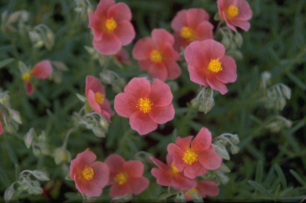 Zonneroosje - Helianthemum 'Mrs C.W. Earle'