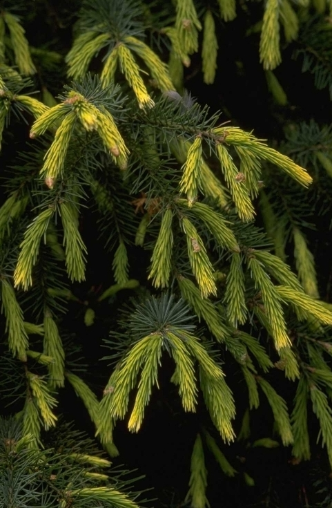 Picea breweriana 'Fr?hlingsgold'