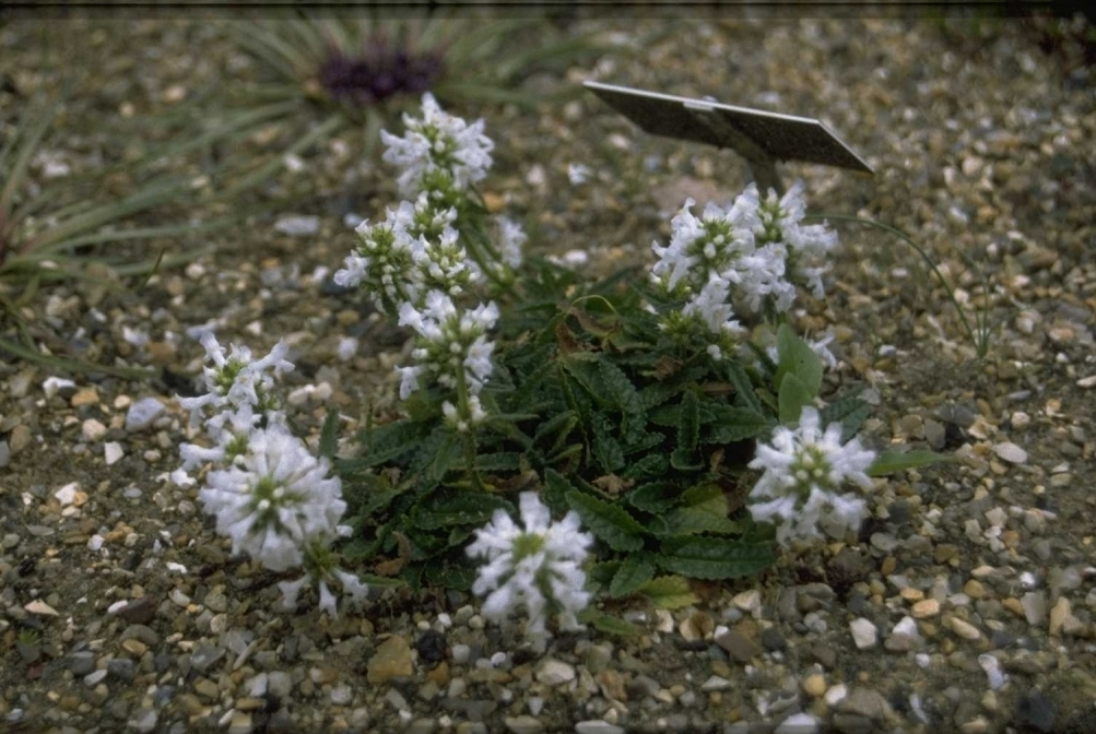 Stachys discolor